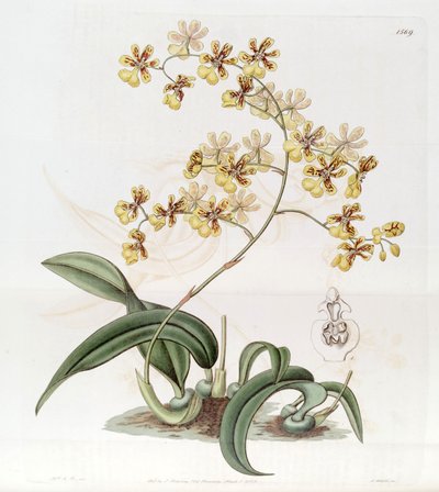Oncidium auricula eller Oncidium harrisonianum af Jams  Watts